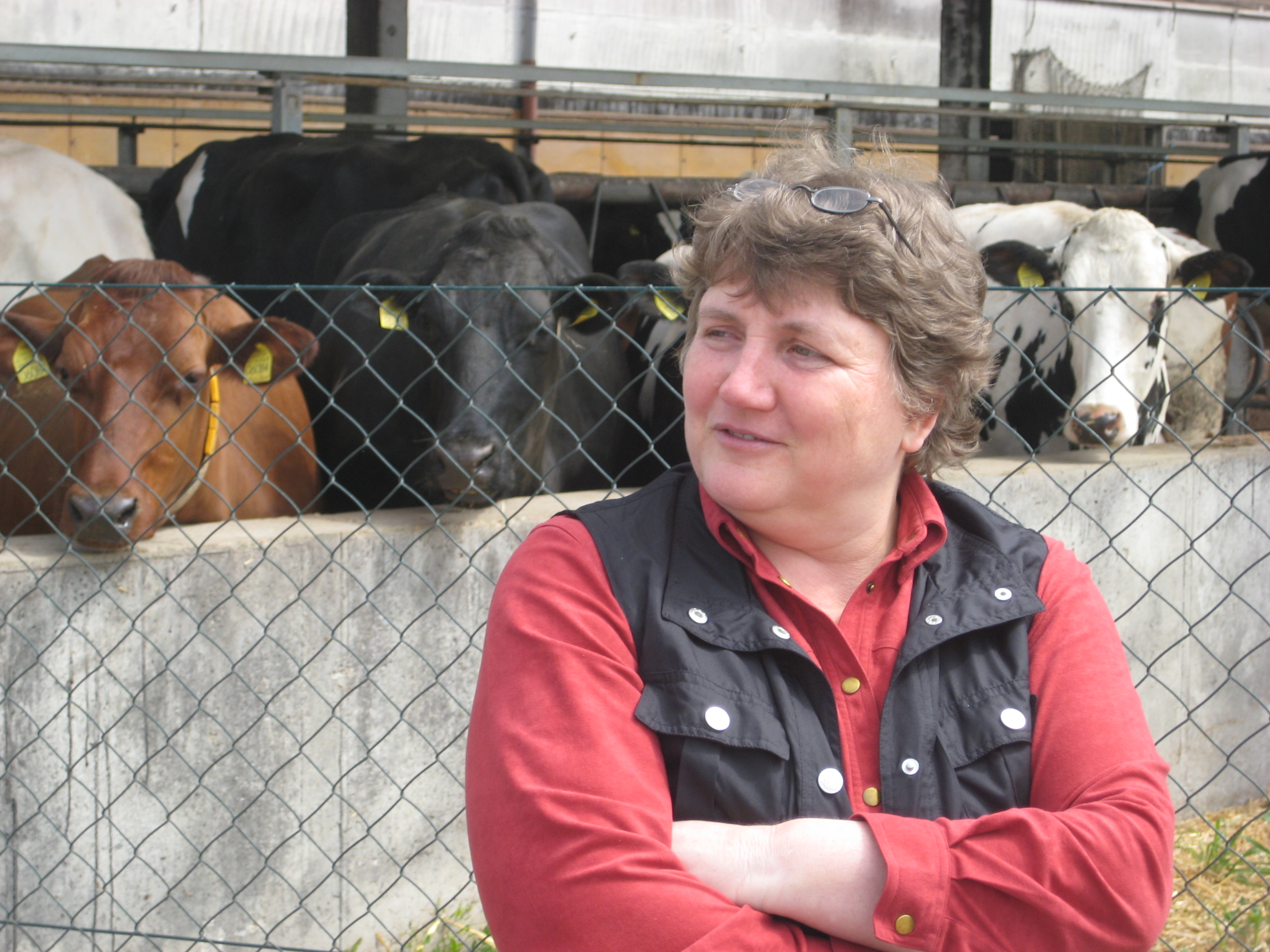 Tackmann und die Kühe, Foto: C. Rehmer Tackmann und die Kühe